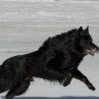 2011. Rajattu Jussi Murtosaaren ottamasta kuvasta