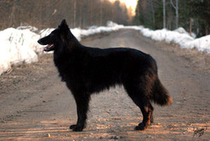 Dina