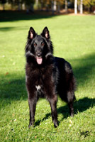 Dina