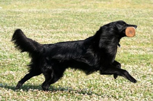 Olli