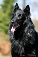 Olli