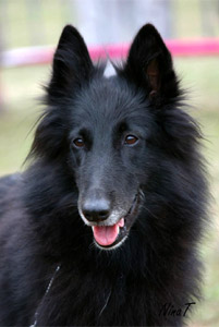 Dina