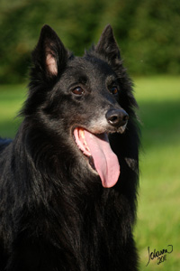 Olli